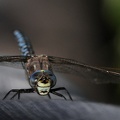 Alpen-Mosaikjungfer (Aeshna caerulea)